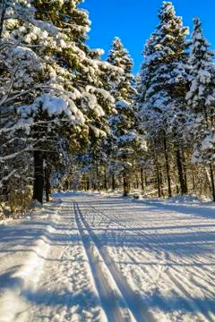 Ski run in wild pine forest 스톡 사진
