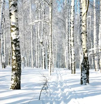 Ski run in winter forest Stock Photos