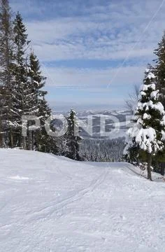 Ski slope through the snowy woods Stock Photos