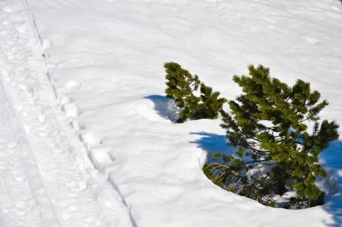 Ski trace in the snow with small trees Foto stock