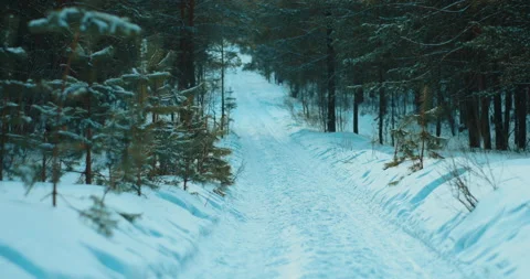 Ski track in beautiful calm pine forest in winter day, place for sport leisure Stock Footage 233843317