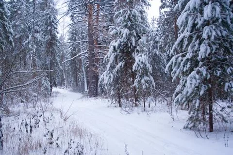 Ski track in the forest Stock Photos