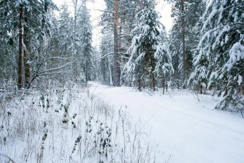 Ski track in the forest Stock Photos