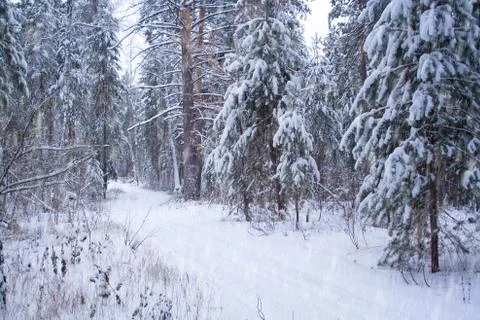Ski track in the forest Stock Photos