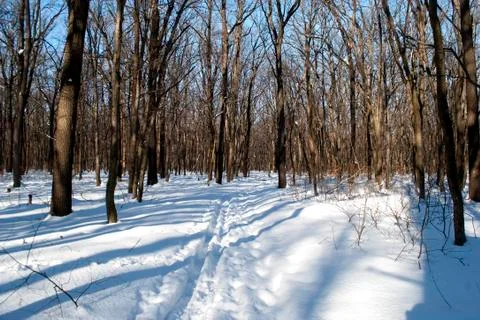 Ski track in the forest Foto stock