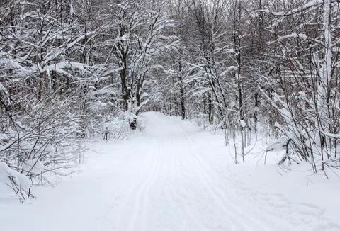 Ski track in forest Stock Photos