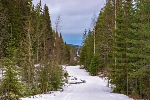 Ski track in the forest. Stock Photos