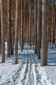 Ski track in a pine forest Stock Photos