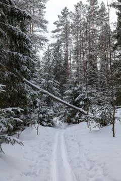 Ski track in the snow-covered forest in early spring Stock Photos