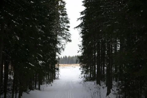 Ski track through the forest . Stock Photos