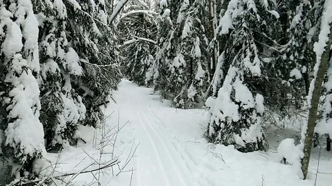 Ski track in the winter forest. Video stock 115631447