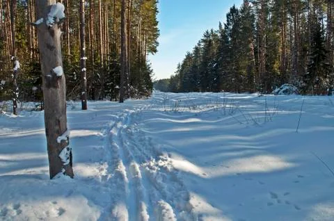 Ski track in winter forest Stock Photos
