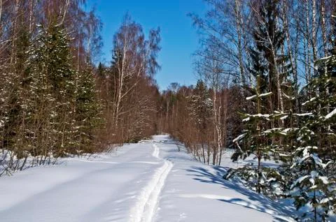 Ski track in winter forest Stock Photos