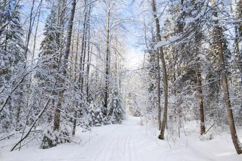 Ski track in winter forest. Stock Photos