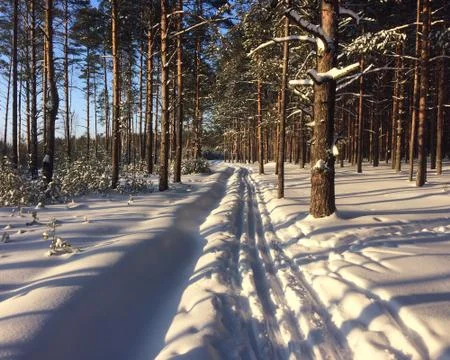 Ski track in winter forest. Foto stock