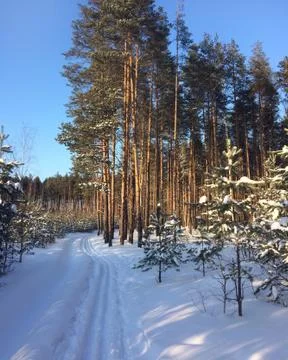 Ski track in winter forest. Stock Photos
