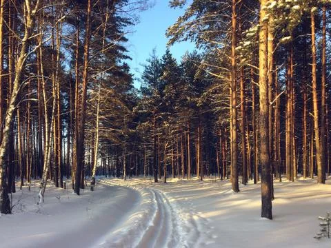 Ski track in winter forest. Stock Photos