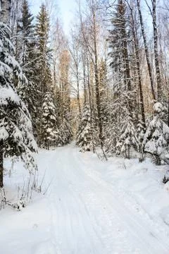 Ski track in the winter forest. Stock Photos