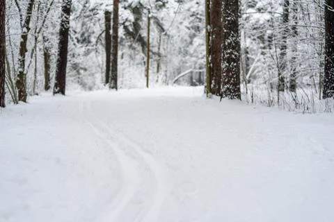 Ski track at winter forest Stock Photos