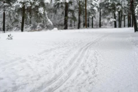 Ski track at winter forest Stock Photos