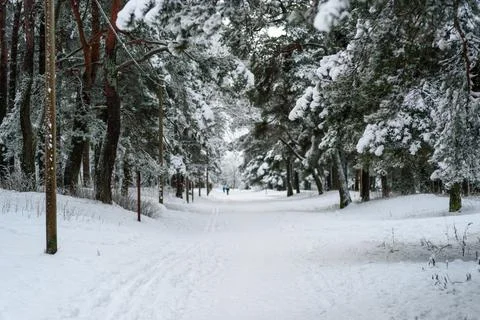 Ski track at winter forest Stock Photos