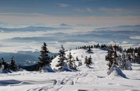 Ski tracks, pine trees with misty blue ridges in the background Stock Photos