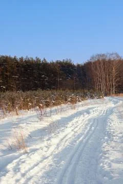 Ski tracks in the winter forest Stock Photos