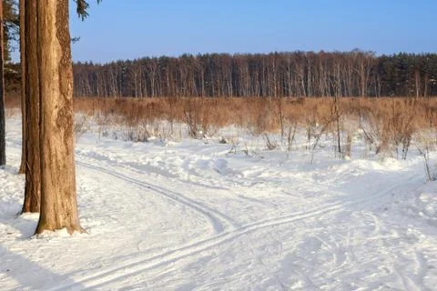 Ski tracks in the winter forest Stock Photos