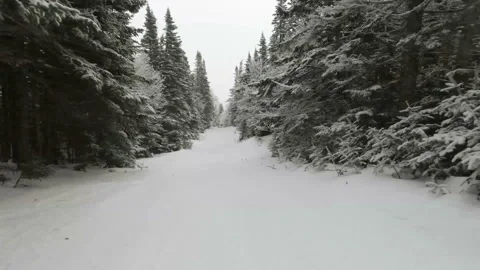 Ski Trail Evergreen Forest Video stock 264996771