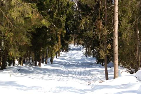 Ski trail in the forest in winter. An active sport concept for all ages. Stock Photos