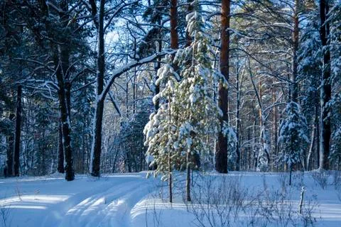 Ski trail in the middle Stock Photos