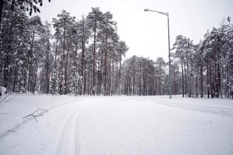 Ski trail in a pine forest Stock Photos