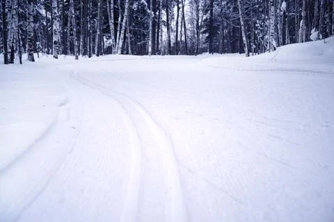 Ski trail in a pine forest Stock Photos