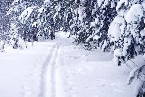 Ski trail in a pine forest Stock Photos