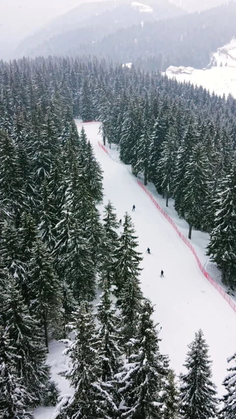 Ski trail through pine forest, Pamporovo, Bulgaria Vertical video. Stock-Footage 347396366