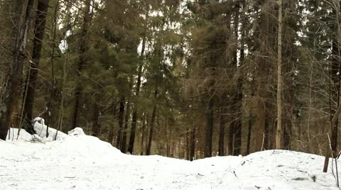 Ski walk in the wood Stock Footage 22333593