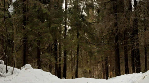 Ski walk in the wood 库存影片 22468948