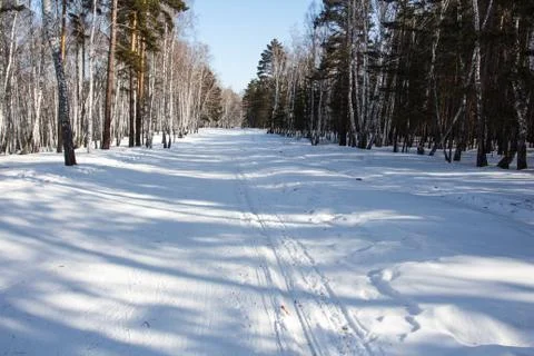 Ski in the winter forest Foto stock
