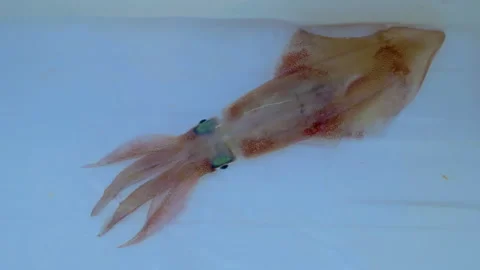Skid squid live catch alive in fishing boat on white background Stock Footage 304182536