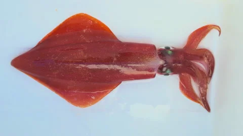 Skid Squid live catch alive in fishing boat on white background Stock Footage 304182580