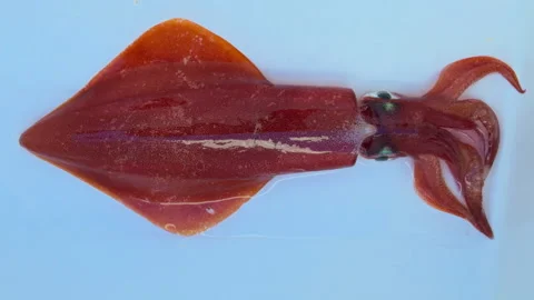 Skid Squid live catch alive in fishing boat on white background Stock Footage 304182630