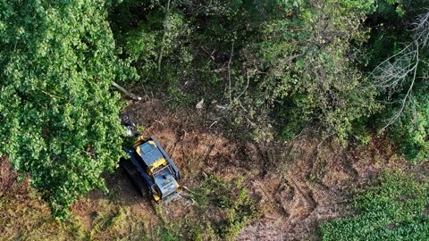 Skid Steer clearing woods Stock Footage 318411577