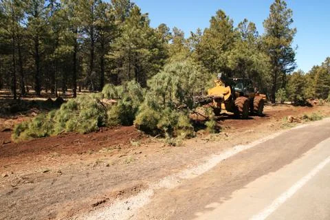 Skidder drags a tree Stock Photos