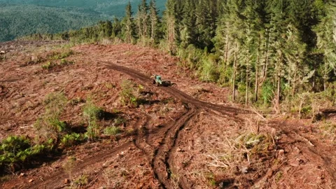 Skidder machine in open clearcutting forest plot driving on mud track, Stock Footage 198890561