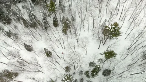 Skier Cutting Through Thick Trees Drone Shot Stock Footage 226226143