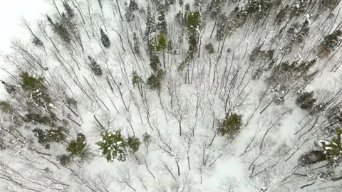Skier Cutting Through Trees at Mt Bohemia Michigan Stock Footage 226226151