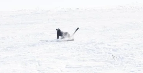 Skier fall Stock Photos