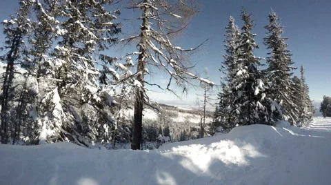 A skier goes down the forest slope shooting the nature around him Stock-Footage 57675202