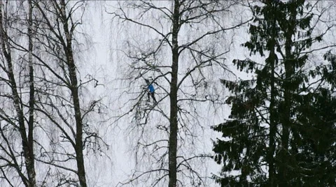 Skier going down in winter forest. 動画素材 46992154