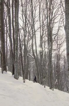 Skier moving through thin trees landscape photo Stock-Fotos